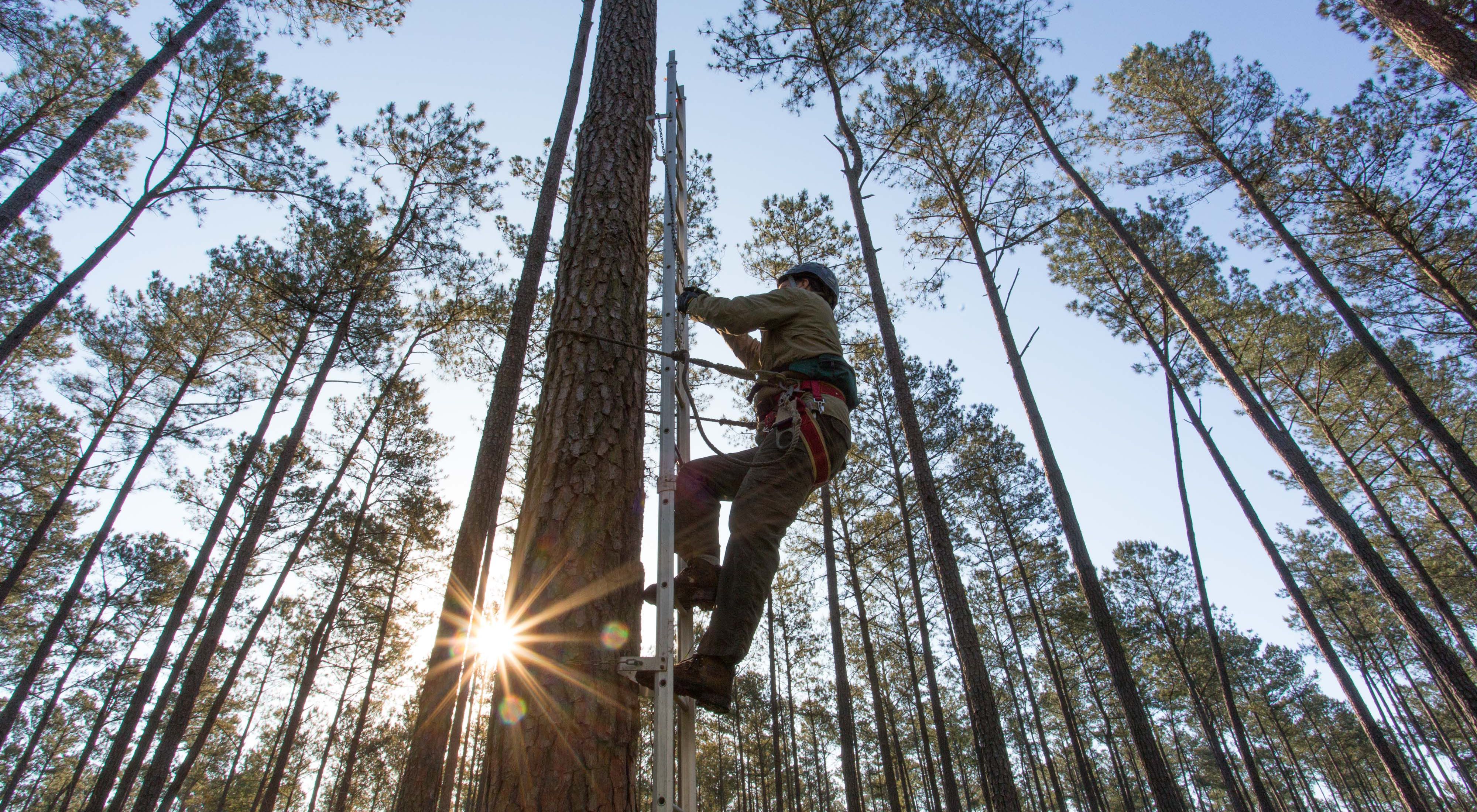 A man wearing a hardhat and harness climbs up a metal ladder affixed to the side of a longleaf pine tree.