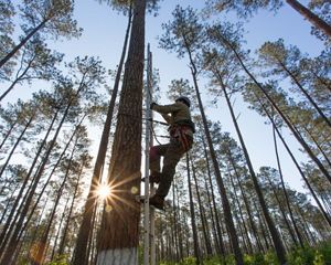 A man wearing a hardhat and harness climbs up a metal ladder affixed to the side of a longleaf pine tree.