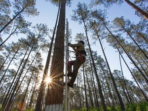 A man wearing a hardhat and harness climbs up a metal ladder affixed to the side of a longleaf pine tree.