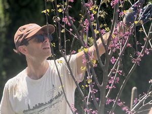 A mean wearing a hat and sunglasses reaches up into a flowering tree.
