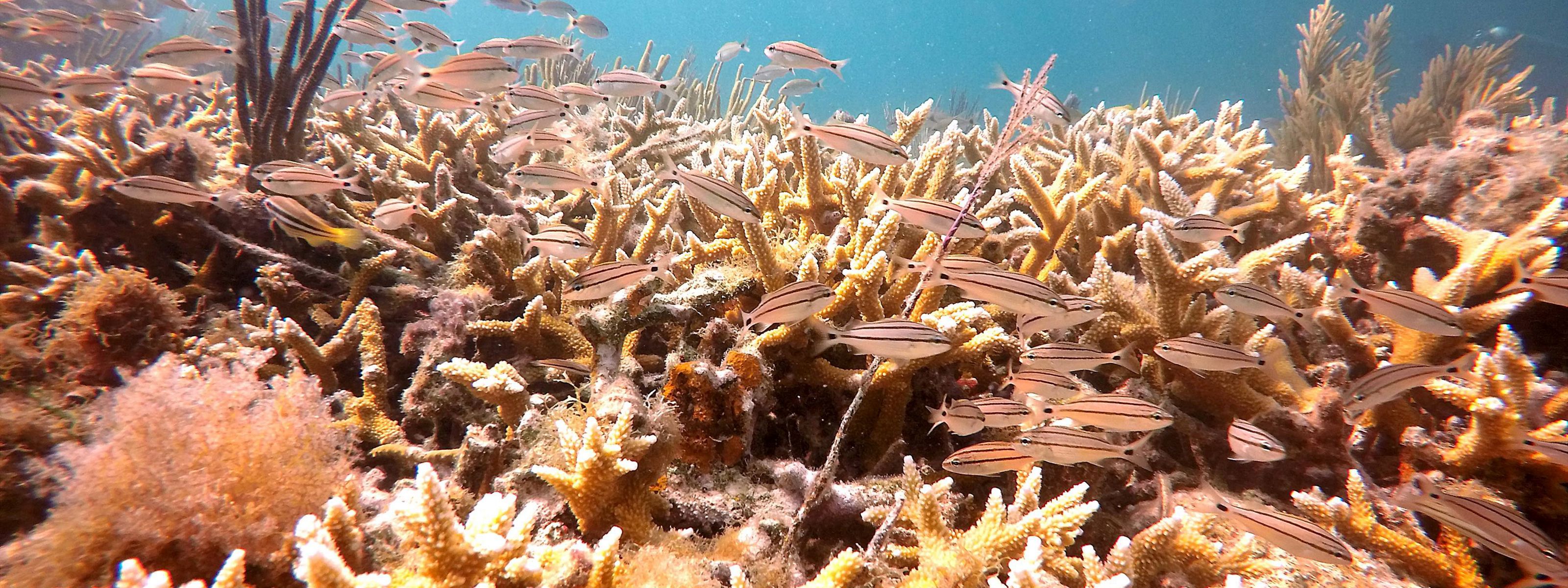 Pulaski Reef in the Dry Tortugas.