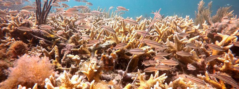 Pulaski Reef in the Dry Tortugas.