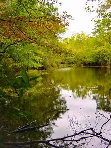 A small pond like body of water sits surrounded by a lush green forest.