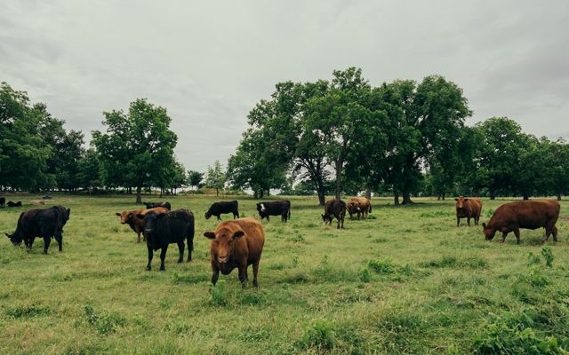 cow paradise