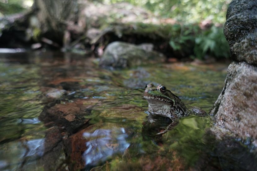 A green and brown frog sits in a shallow creek. Large rocks are visible under the surface of the water and along its edge.