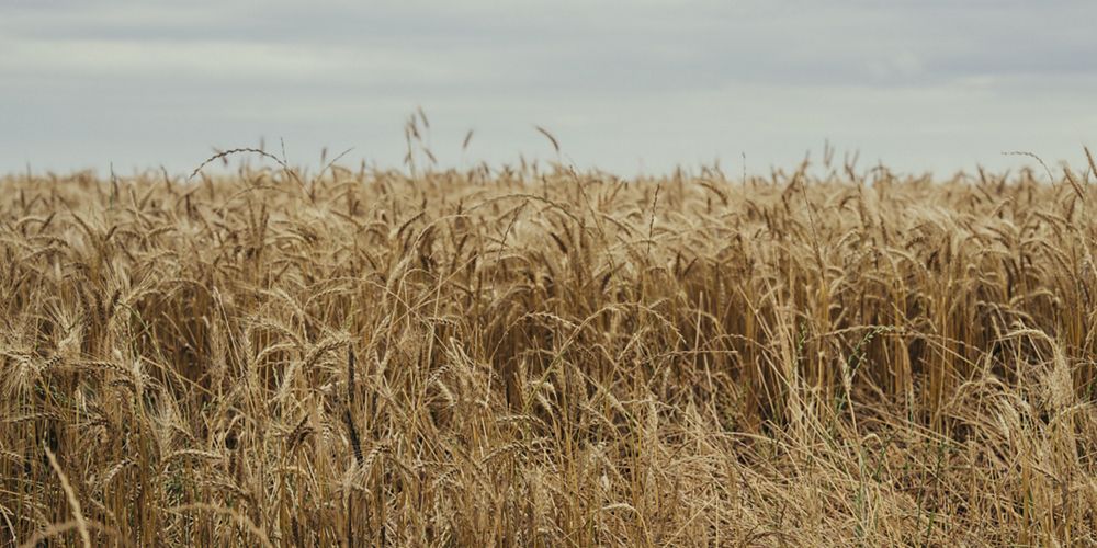 A golden field of wheat in front of an overcast sky