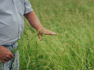 Rancher and farmer Grant Victor holds a stalk of wheat on his farm in Akton OK