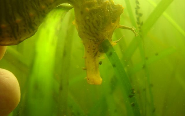Seahorse underwater amongst eelgrass.