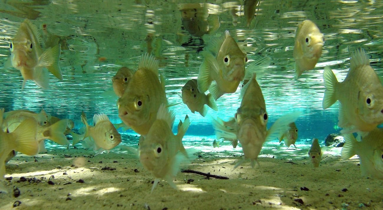 A school of small, striped fish swim in shallow blue water.