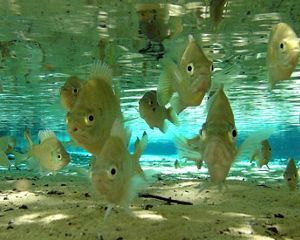A school of small, striped fish swim in shallow blue water.