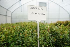 Vivero en la Reserva Costera Valdiviana