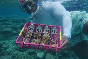 A snorkeler holds a basket filled with coral samples and swims over a coral reef.
