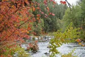 A fisher stands in the water of the McCloud River.