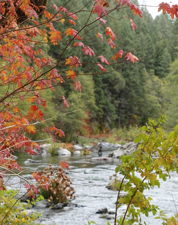 A fisher stands in the water of the McCloud River.