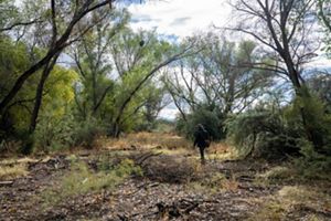 A man is walking in an area with branch, brush and tall trees surrounding. 