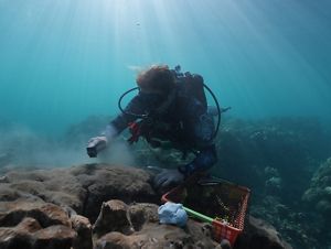 A scuba diver uses a small brush to clean off a coral reef in preparation for reattaching a coral sample.