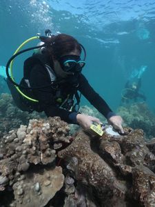 A scuba diver reattaches a coral sample to a coral reef using epoxy.