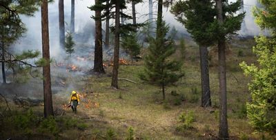 A firefighter walking through a forest while managing a prescribed fire.