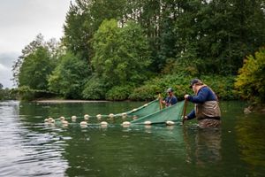 two people wearing tan waders and hats pull a green seine through a stream surrounded by forest