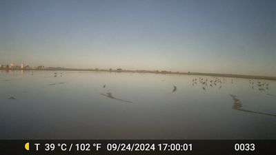 After Flooding: Roosting field site of a 2024-25 BirdReturns-Sandhill Crane Habitat program participant.