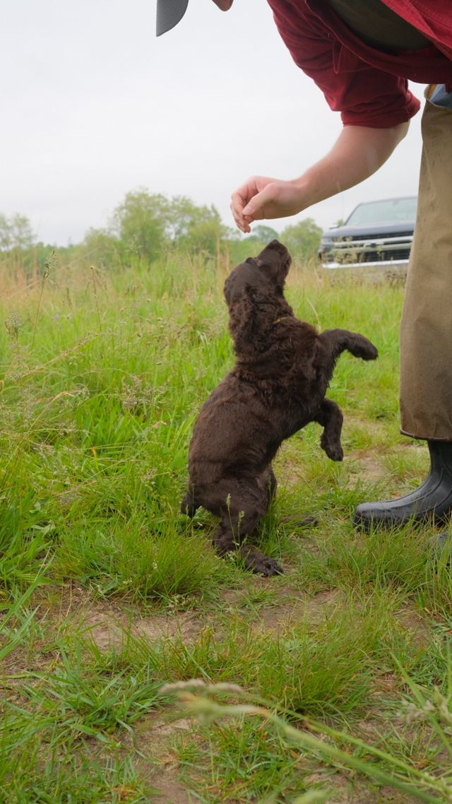 A puppy jumping up for a treat.