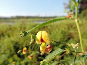 Close up view of a small yellow blossom with a bright red center. The plant is growing in a wetland. The view of the marsh and open water behind the flower is blurred.