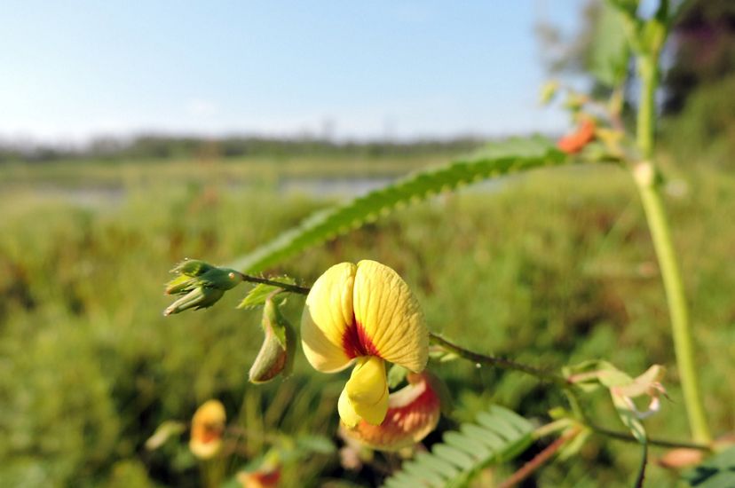 A yellow blossom with a deep red center dangles from a thick green stem. A wetland and open water spread out to the horizon.