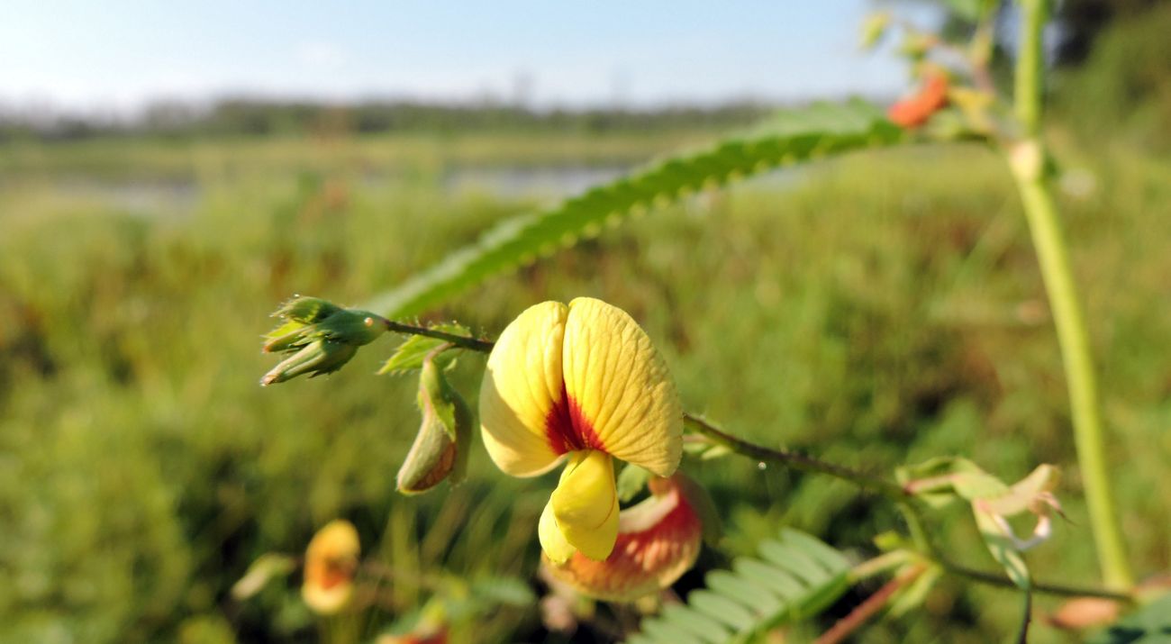 Sensitive Joint Vetch at Cumberland Marsh. A three lobed yellow flower with an orange center. An open wetland is visible in the background.