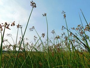 Marine ecosystems like estuaries can store carbon