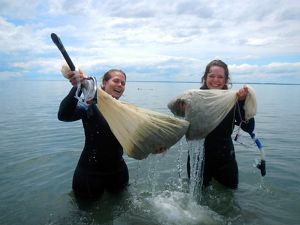 Two smiling women in wetsuits stand in hip-deep water holding up large white mesh bags full of eelgrass shoots.