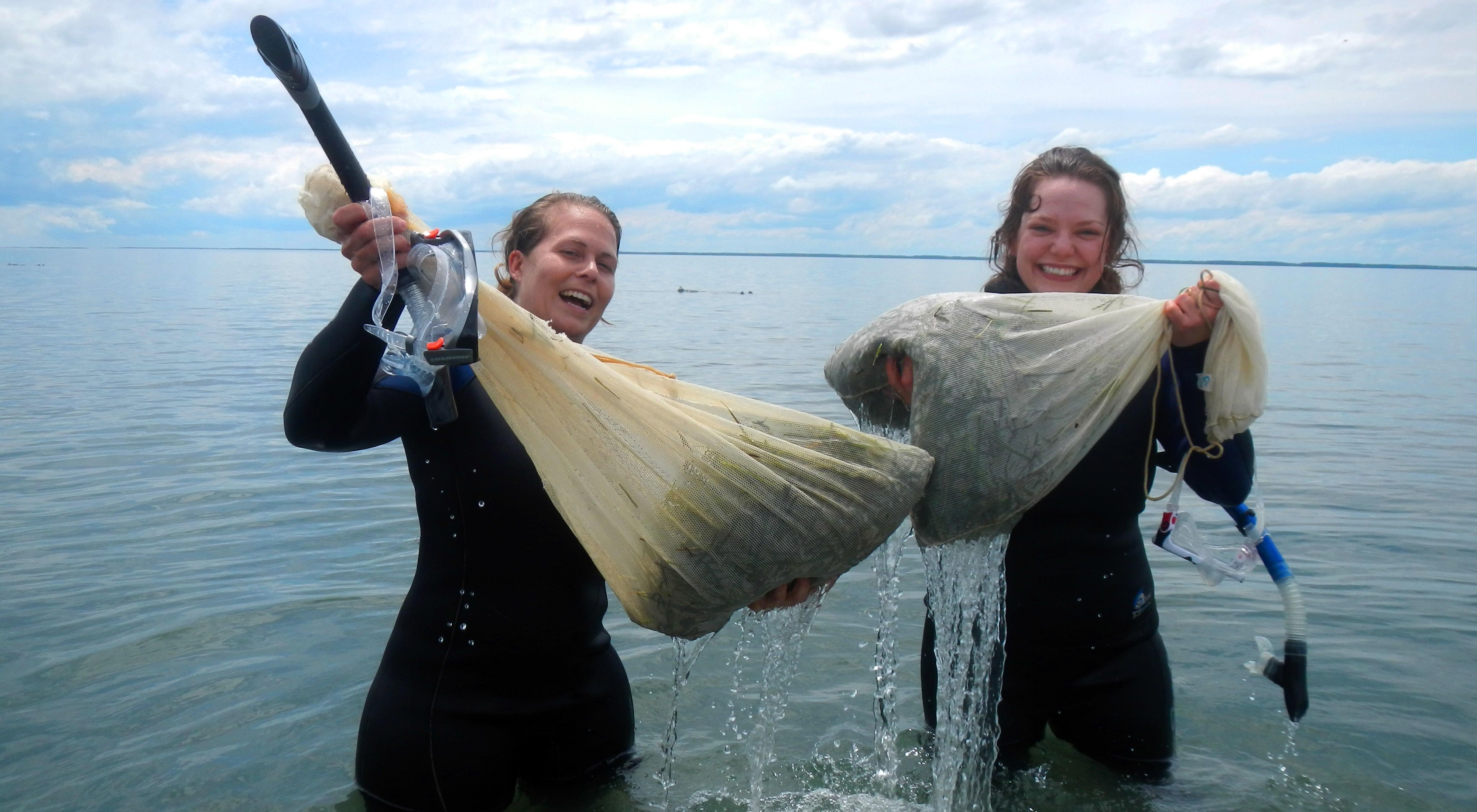 Two smiling women in wetsuits stand in hip deep water holding up large white mesh bags full of eelgrass shoots.
