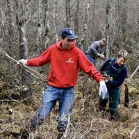 Two people clear brush and small tree branches during a restoration workday at Tannersville Cranberry Bog.