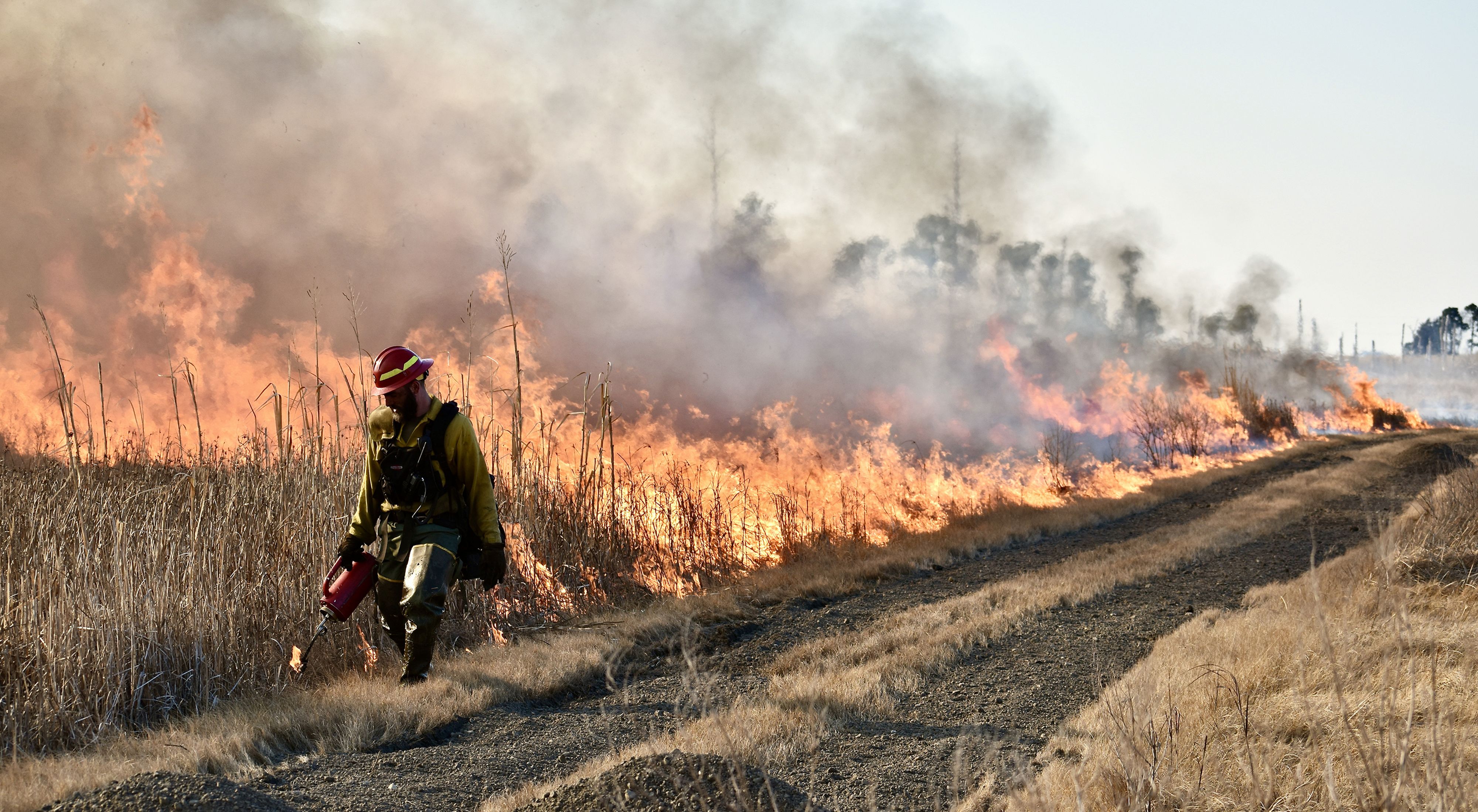 A man in protective fire gear walks along the edge of a field of tall grasses. He uses a drip torch to ignite the grasses during a controlled burn.