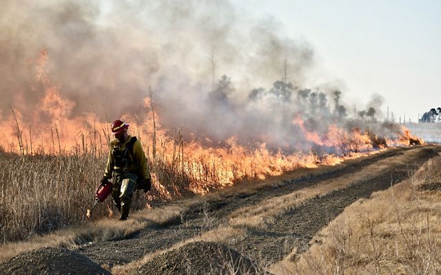 Un hombre vestido con equipo contra incendios camina por un camino de tierra usando un soplete de goteo para iniciar una quema controlada. Una pared de humo y fuego se levanta detrás de él.
