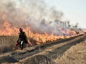 A man wearing fire retardant gear uses a drip torch to set a fire line during a controlled burn. A long line of fire and smoke rises behind him.