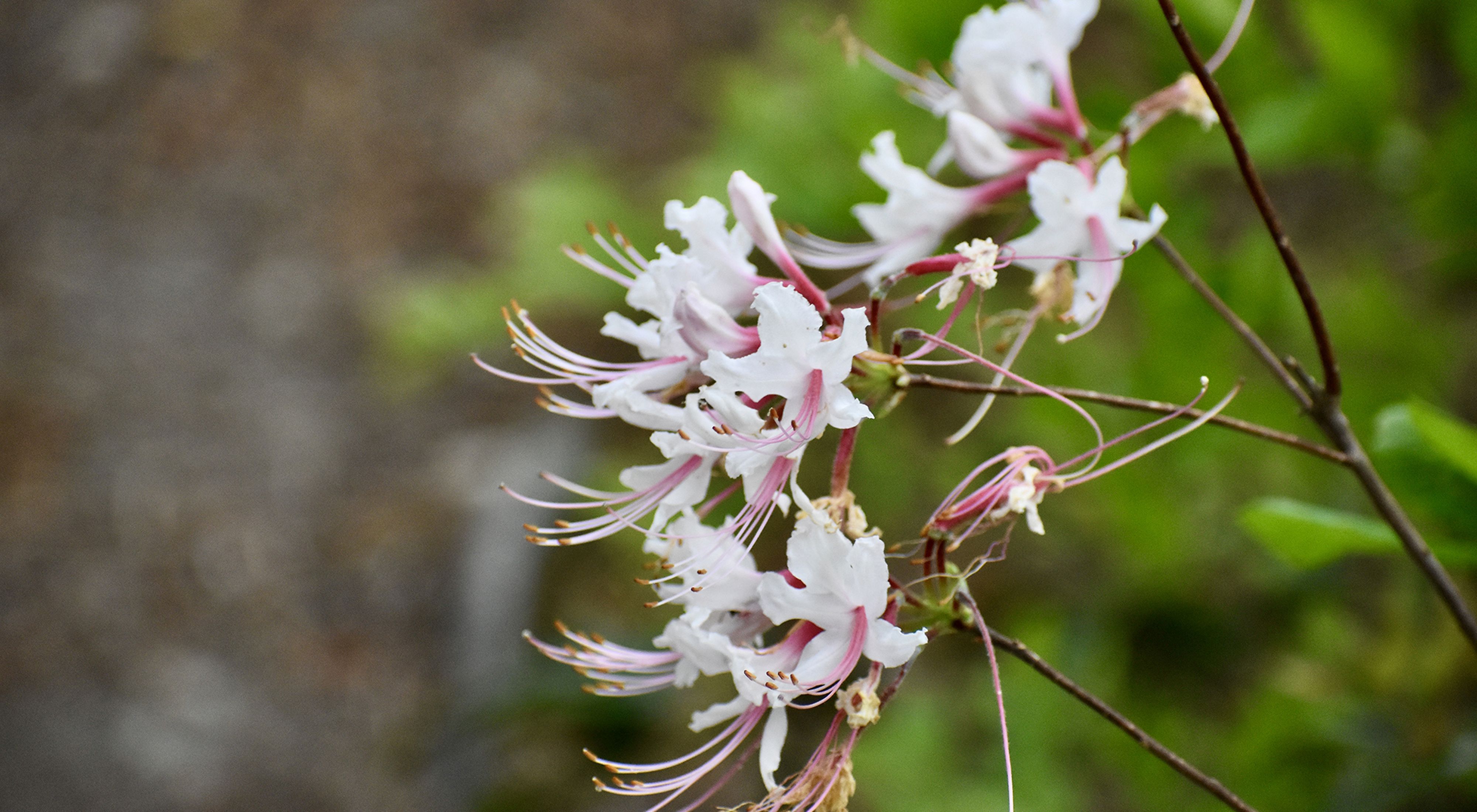 Delicate pink and white flowers bloom on the end of slender branches at a TNC preserve.