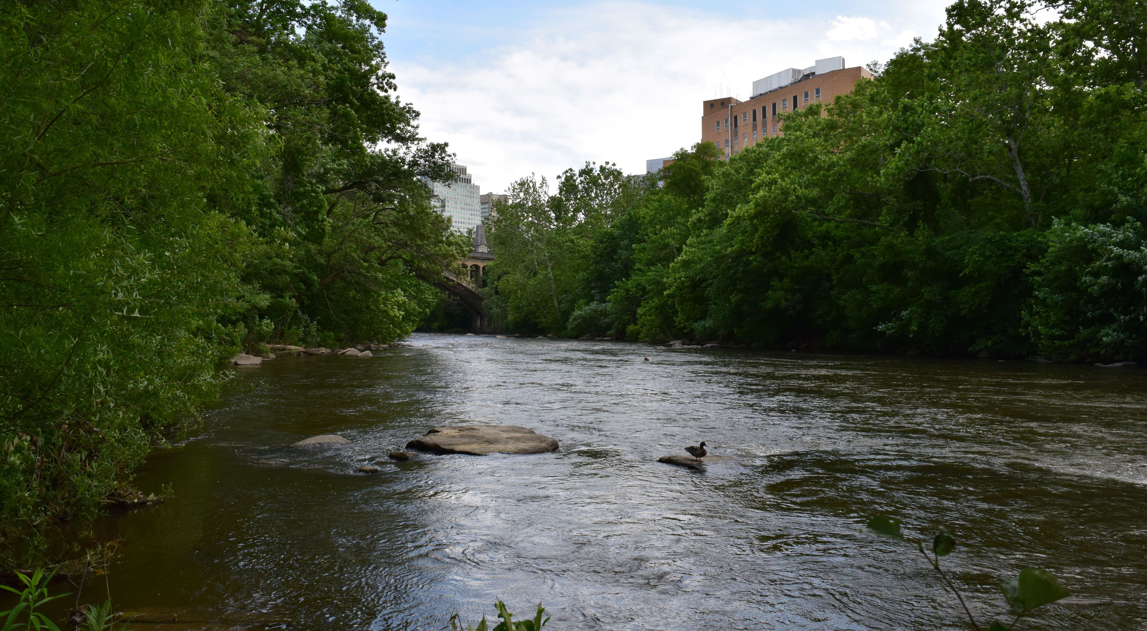 The Brandywine River flows between tree lined banks in the city of Wilmington, DE. An arched bridge spans the river in the background. City buildings rise behind the trees.