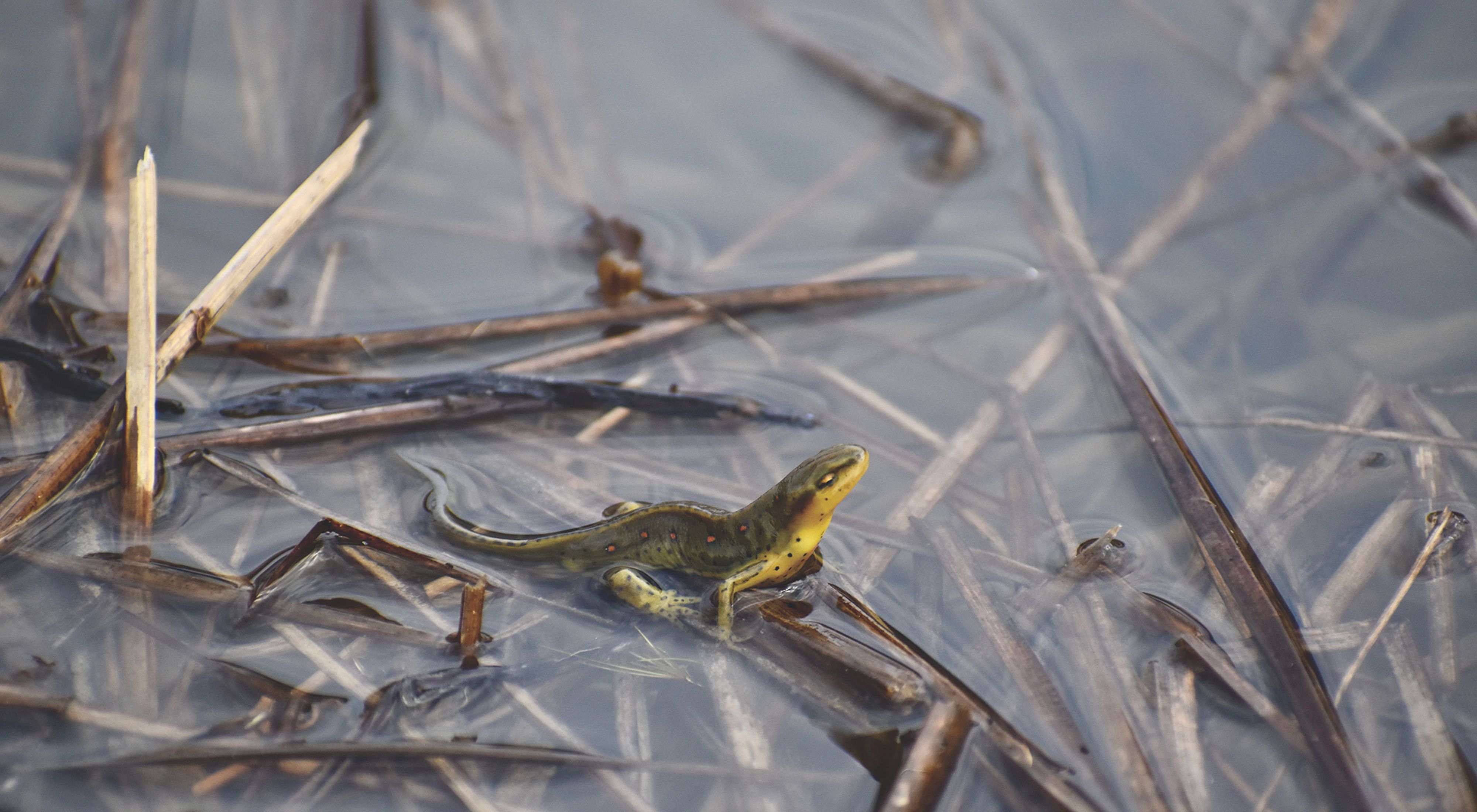 A green salamander rests on grasses in water.