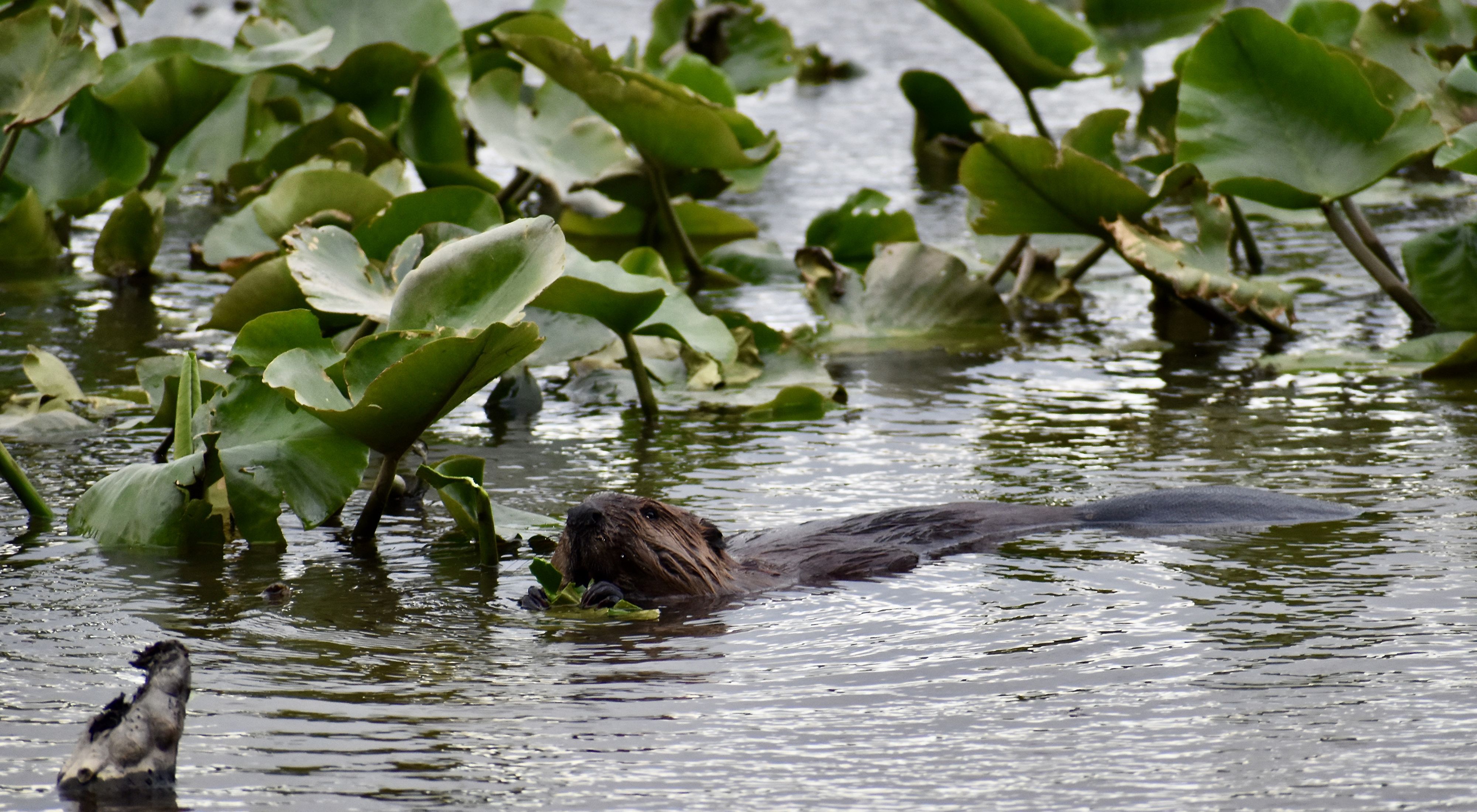 A beaver swims in a lake created by beaver activity. Its head, back and flat tail are visible at the surface of the rippling water. Thick leaves from aquatic plants float behind it.