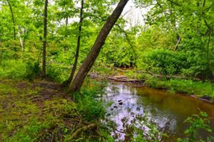 A view of Calico creek flowing through a woodland area.