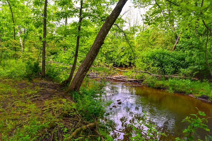 A view of Calico creek flowing through a woodland area.