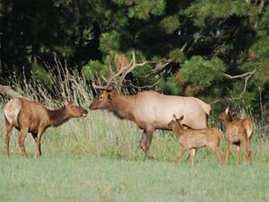 Male, female and two juvenilie elk.