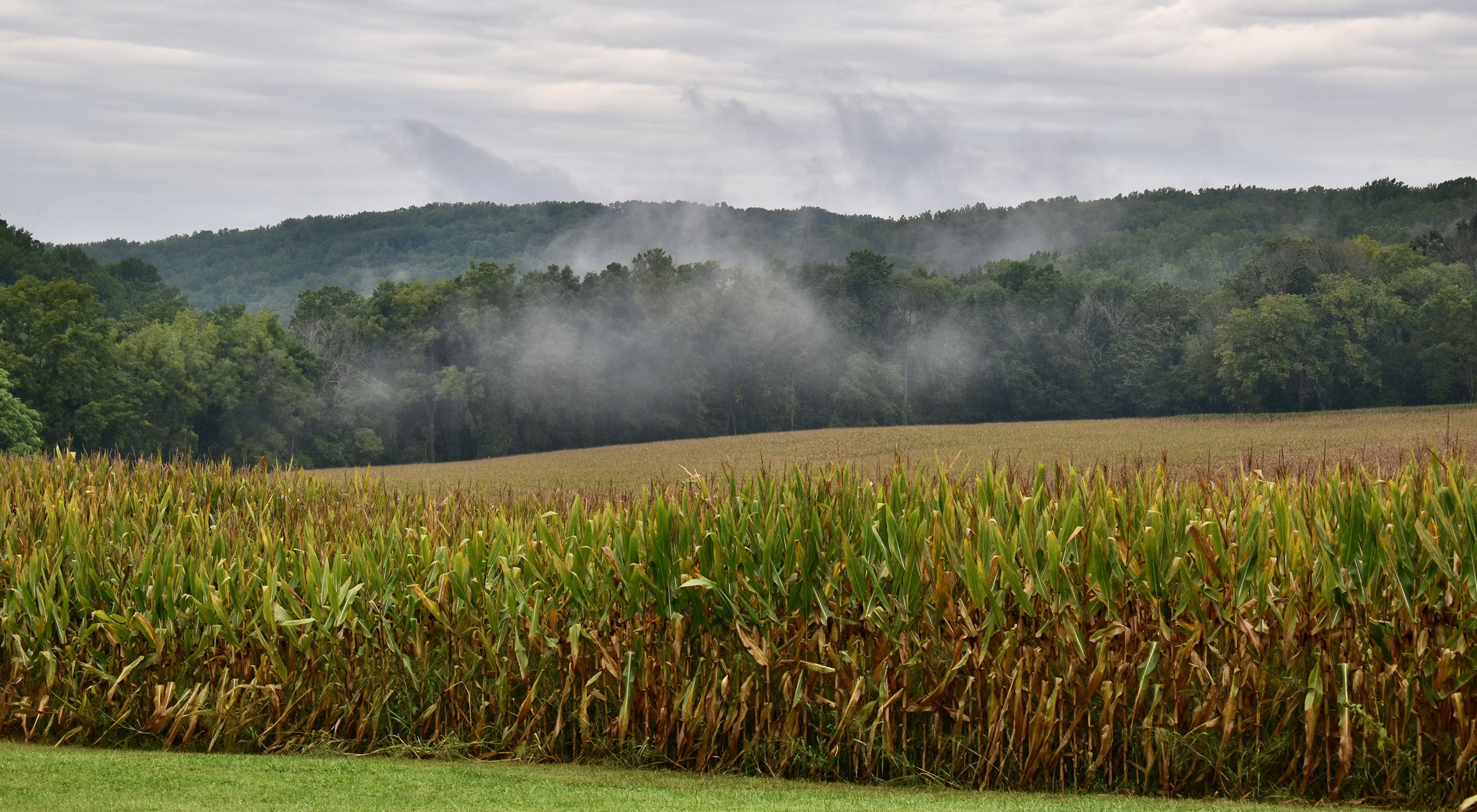 White mist rises from a green forested ridge that runs behind a farm field. Yellowing late season corn stands in the foreground.