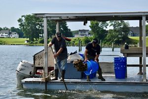 Two people on a pontoon boat pour oysters from a bucket into the water.