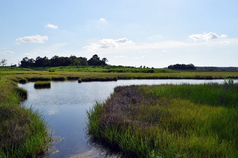 A wide flat channel of water curves through low green wetlands. A tall clump of trees stands out against the horizon in the background.