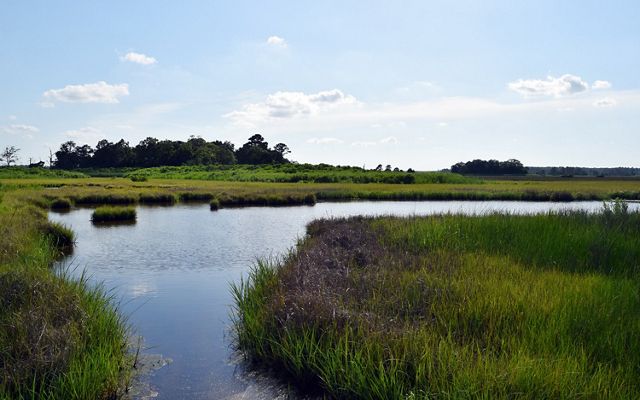 A wide flat channel of water curves through low green wetlands. A tall clump of trees stands out against the horizon in the background.