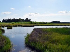 A river curves around a lush green marsh abundant in tall green grass.
