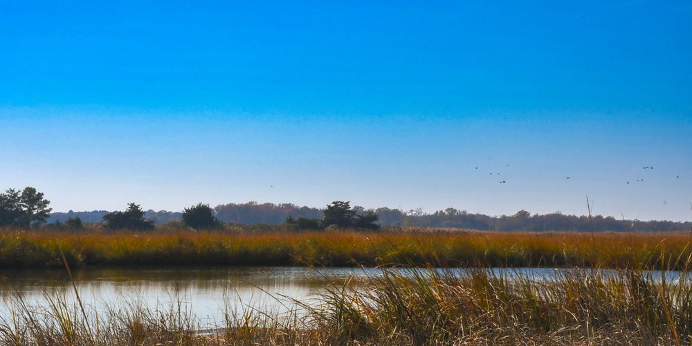 A view of a wetland marsh surrounded by tall grasses.