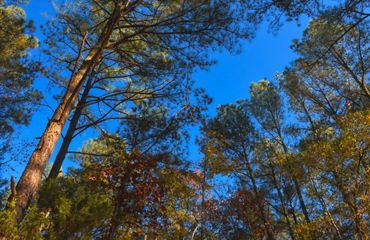 A view of tall trees against a blue skyy.