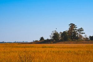 Landscape view of golden grasses in a wetland.